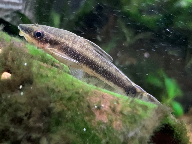 苔の付いた流木に張り付くオトシンクルスの仲間