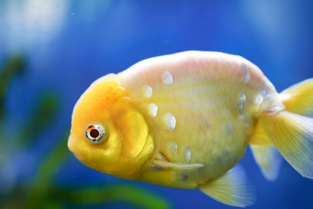 青い背景を泳ぐ黄色い金魚と水草のボケ感
