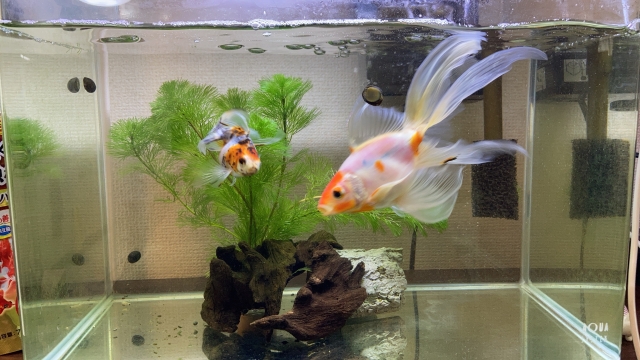 水草と流木を配置した水槽内を泳ぐ2匹の金魚