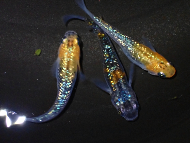 黒い背景の水槽を泳ぐラメが輝く3匹のメダカ