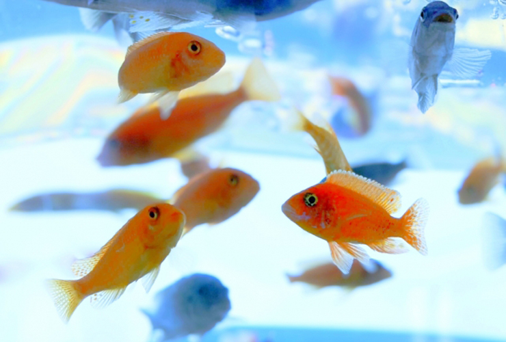 明るい水槽内を泳ぐオレンジ色や青色の熱帯魚の群れ