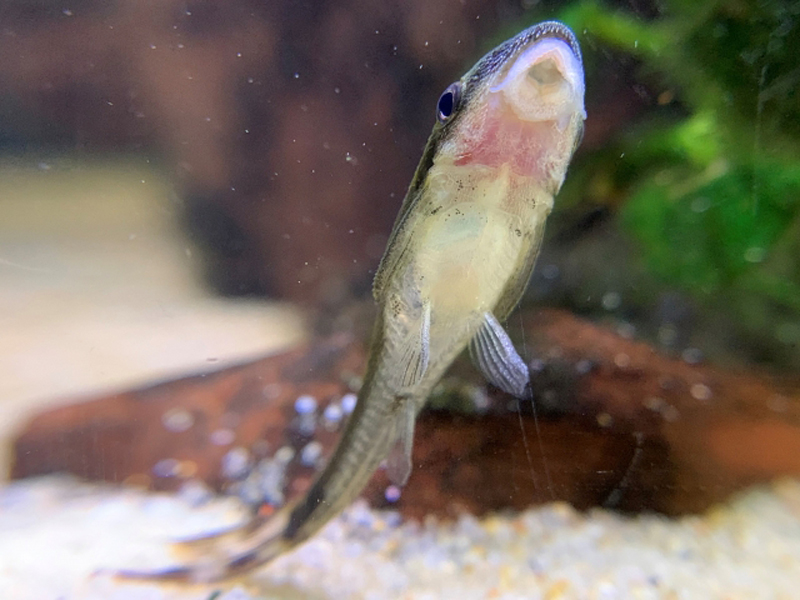 水槽のガラス面に吸い付くオトシンクルスの仲間