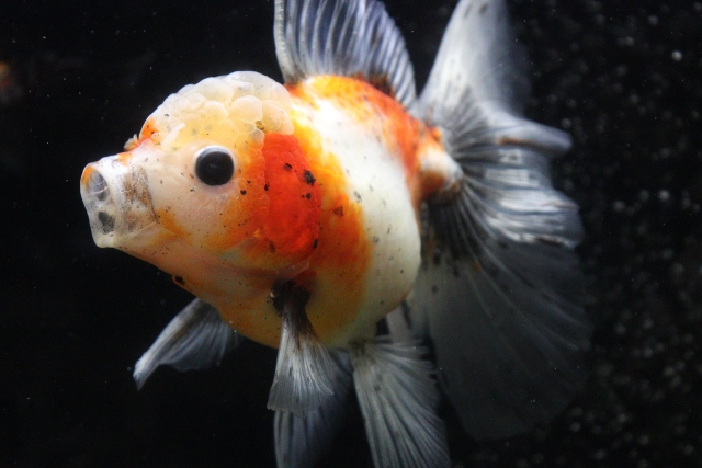 黒い背景を泳ぐ赤と白の斑模様がある金魚の姿