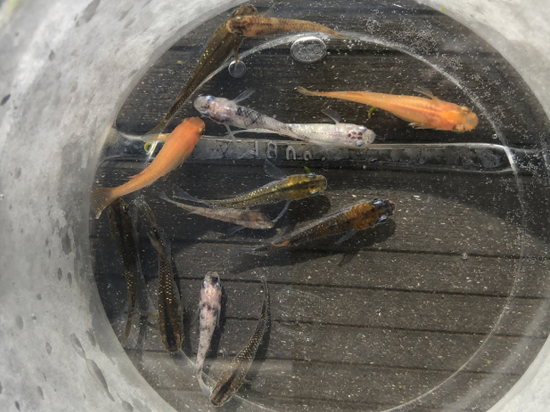 丸い容器の中を泳ぐ色とりどりのメダカの群れ