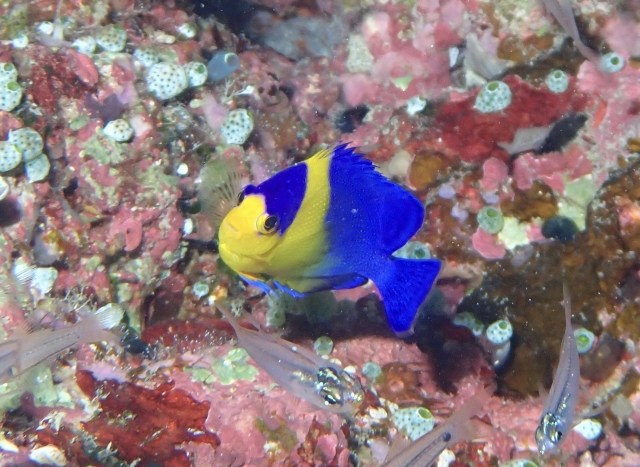岩礁を泳ぐ青と黄色の海水魚と周囲の小魚たち