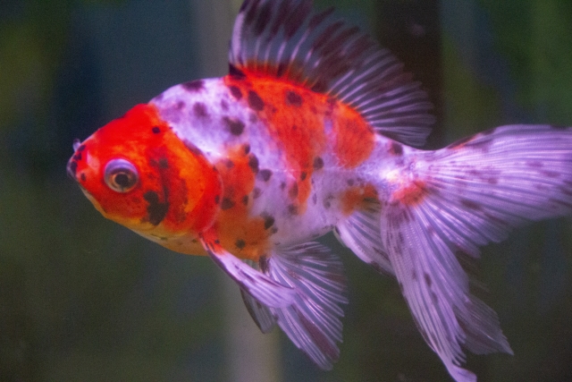 赤と白に黒い斑点模様がある丸い体型の金魚