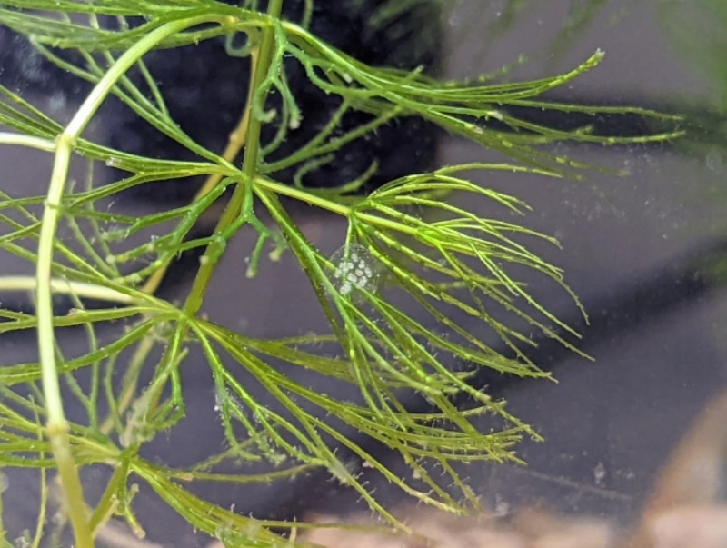 水草に付着した魚の卵の塊