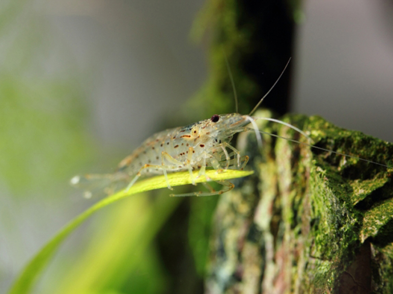 水草の葉に乗る半透明な淡水エビと苔の付いた流木