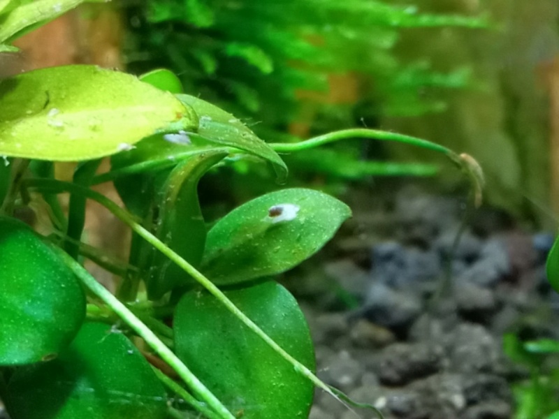 水草の葉に付着した小さな生き物