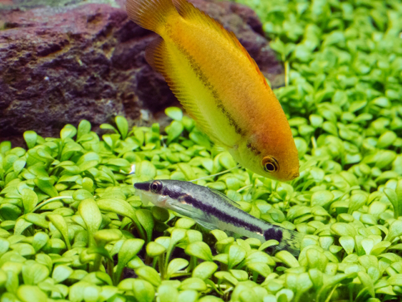 水草の上を泳ぐ黄色い熱帯魚と底生魚の仲間