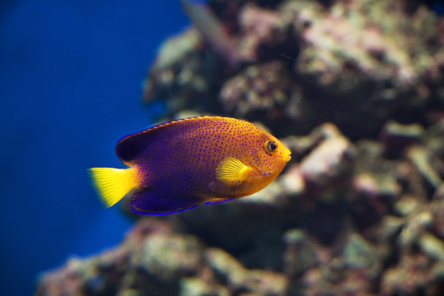 岩礁を泳ぐ紫と黄色の海水魚とライブロック