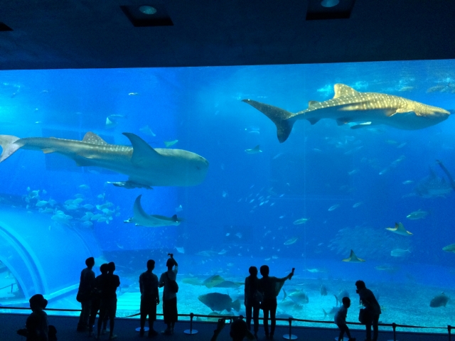 巨大水槽を泳ぐジンベエザメと見学する人々のシルエット