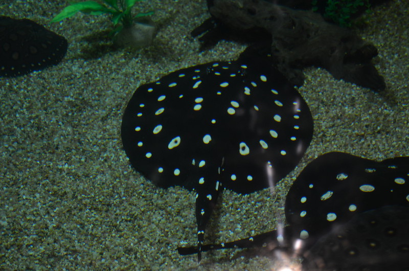 砂底にいる白い斑点模様がある黒い淡水エイの仲間