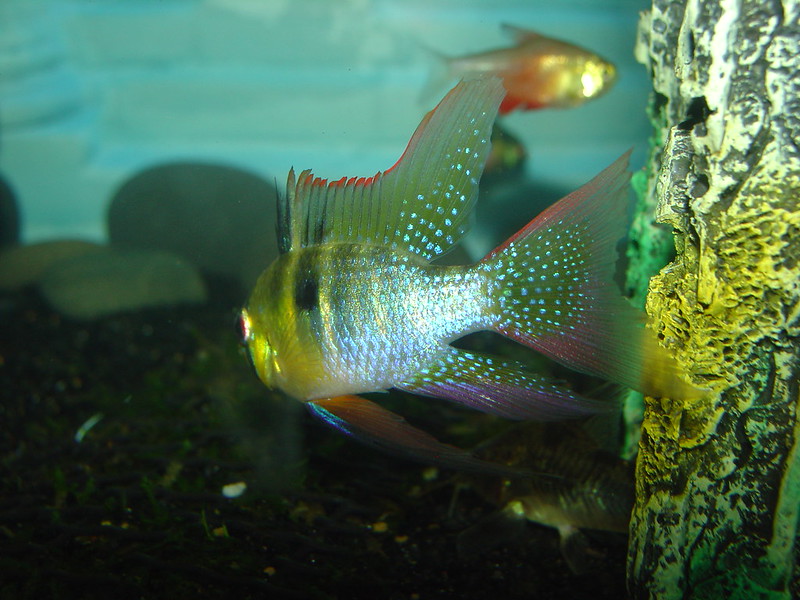 青い斑点がある熱帯魚と水槽内の岩のオブジェ