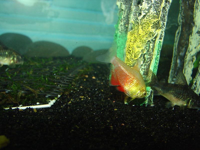 黒い砂利の水槽を泳ぐ金魚とコリドラスの仲間