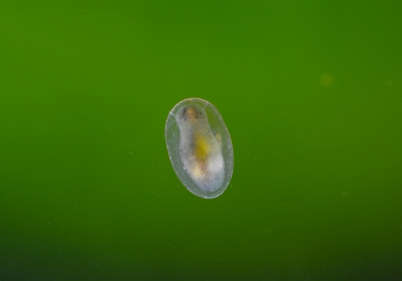 透明な卵型の生き物、緑の背景