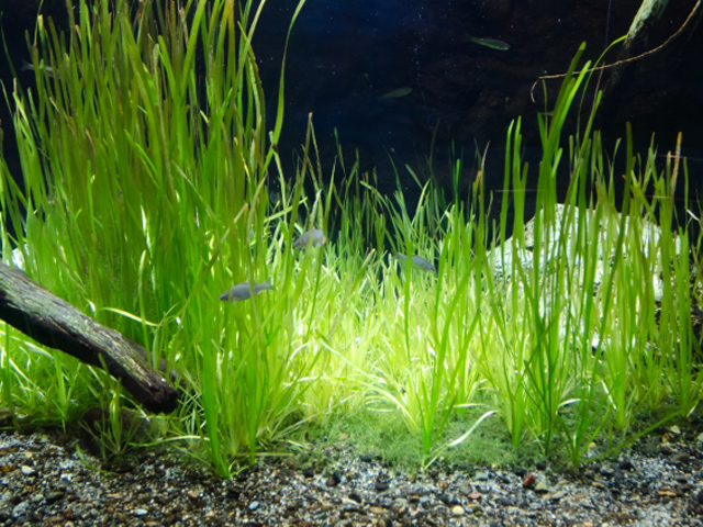 水槽内に群生する細長い水草と泳ぐ数匹の小型魚