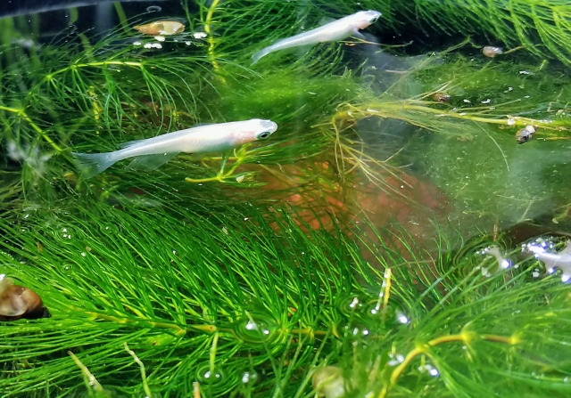水草が茂る水槽内を泳ぐ白いメダカと貝の仲間