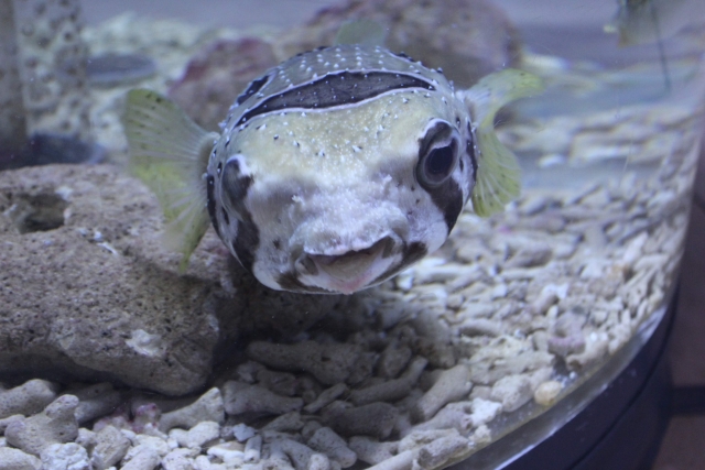 サンゴ砂の水槽で正面を向いて泳ぐフグの仲間