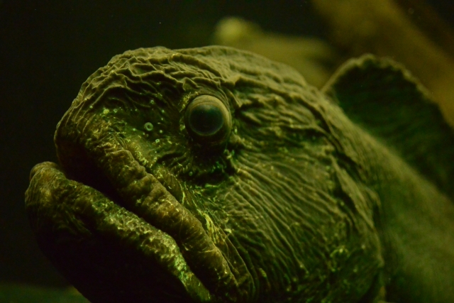 暗い水中に佇む皮膚に凹凸のある大きな魚の頭部