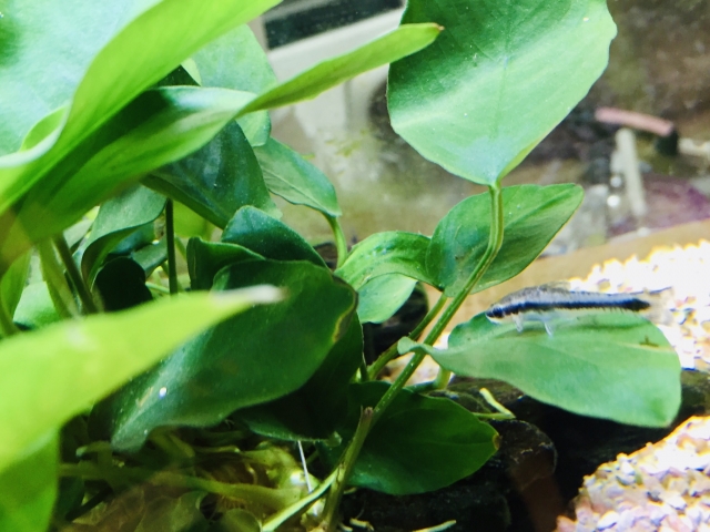 アヌビアス類の葉に乗る黒いラインの小型熱帯魚