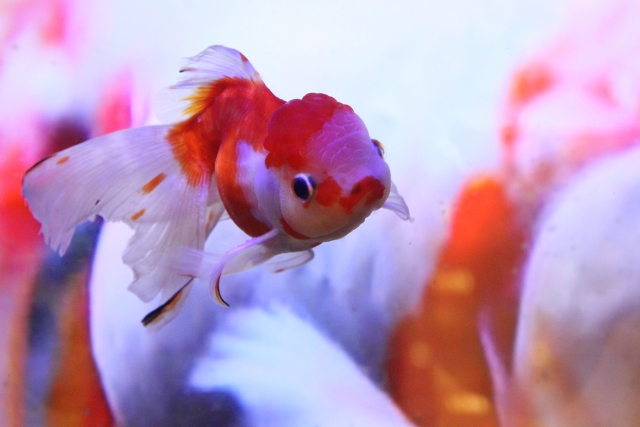 水槽内を泳ぐ赤と白の更紗模様の金魚の正面写真