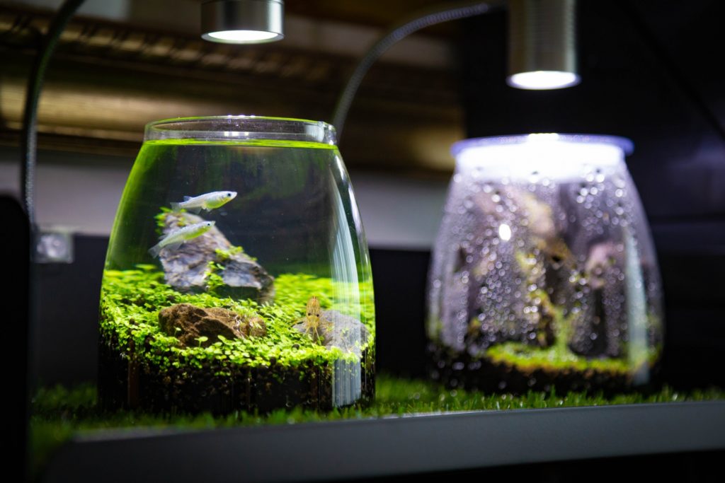 メダカと水草が入ったボトルアクアリウムと照明器具