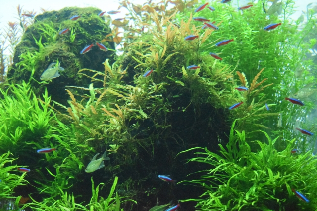 水草が茂る水槽内を泳ぐネオンテトラの仲間と小型熱帯魚