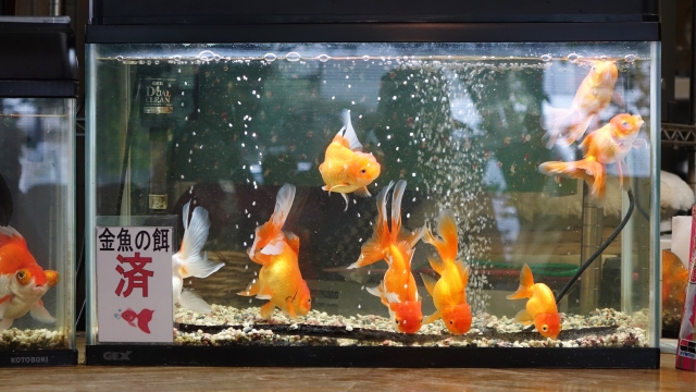 金魚の餌済の貼り紙がある水槽内を泳ぐ複数の金魚