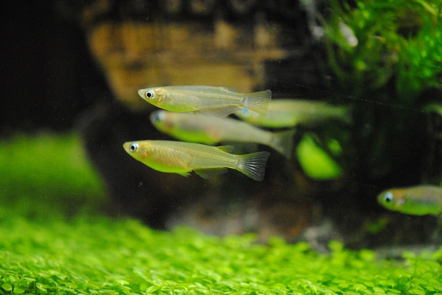 水草の絨毯の上を泳ぐ数匹のメダカと流木の背景