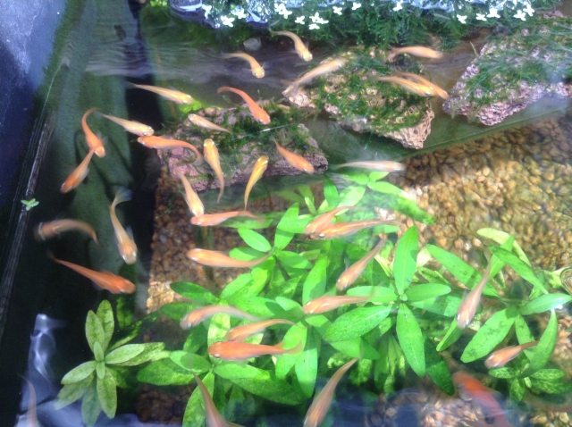 水草の上を泳ぐメダカの群れと水槽内の石や底砂