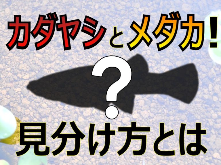 カダヤシとメダカの見分け方を説明する見出し画像