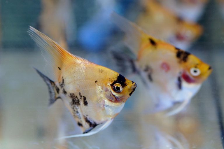 水槽内を泳ぐ黄色と黒の模様があるエンゼルフィッシュ