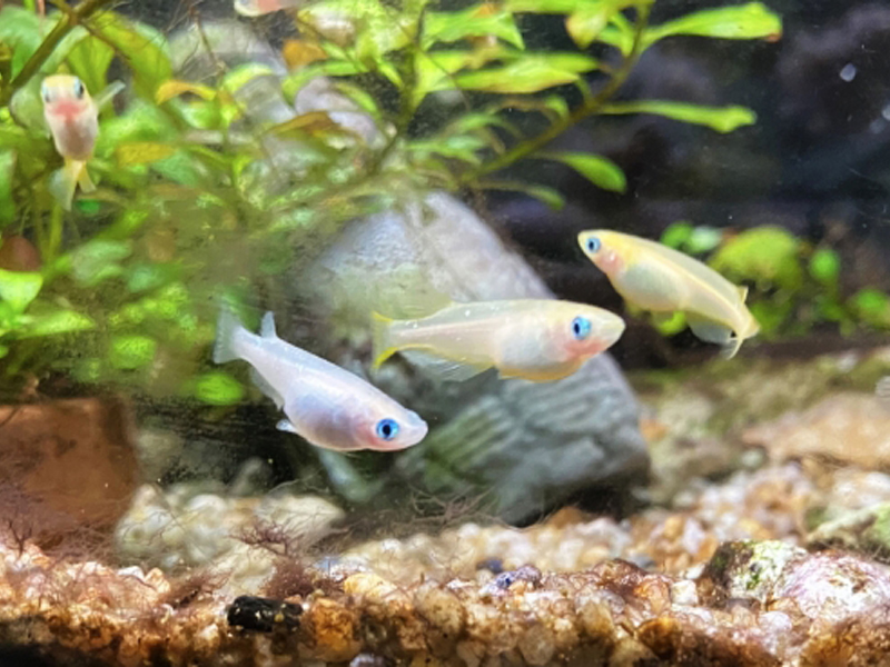 水草と石が配置された水槽内を泳ぐ数匹のメダカ