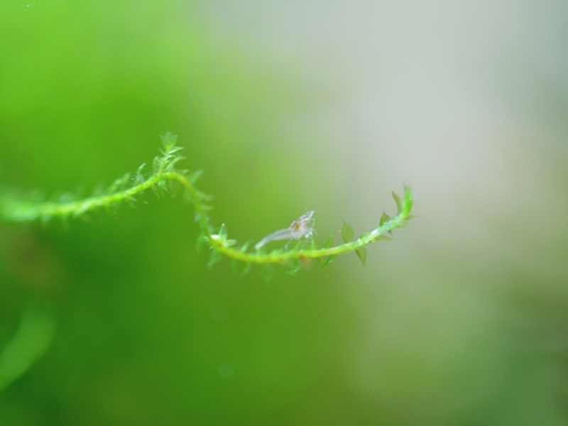 水草の茎に乗る小さなエビの仲間と緑色の背景