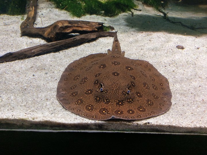 砂底に静止する淡水エイと流木の水槽レイアウト