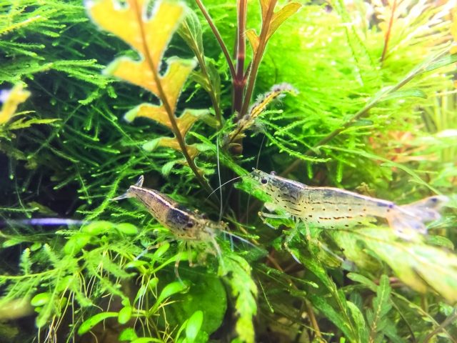 水草の茂みに集まる2匹のヤマトヌマエビ