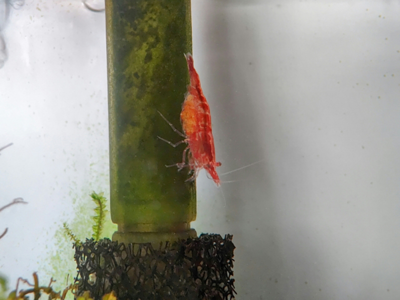 吸水パイプに付着したコケを食べる赤いヌマエビの仲間