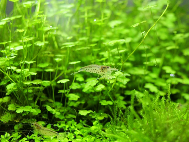 緑色の水草が茂る水槽内を泳ぐ2匹のヌマエビの仲間