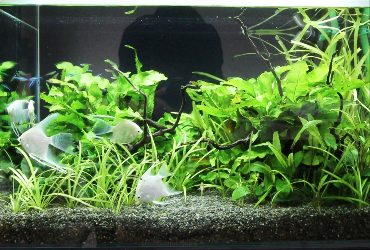 水草が茂る水槽を泳ぐエンゼルフィッシュと小型カラシン