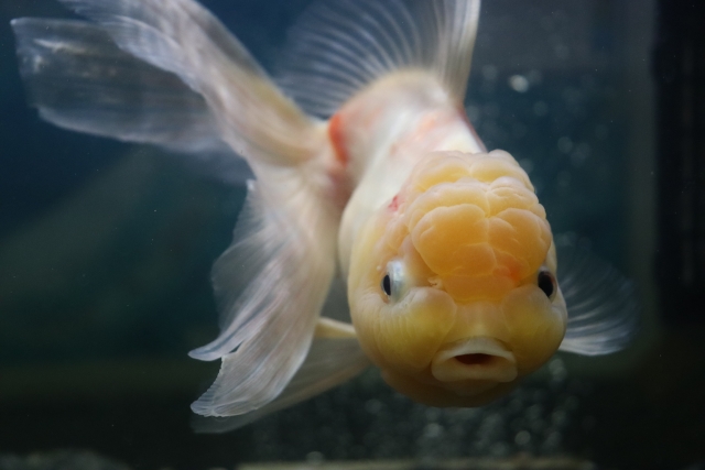 頭部に肉瘤がある白い金魚の正面写真