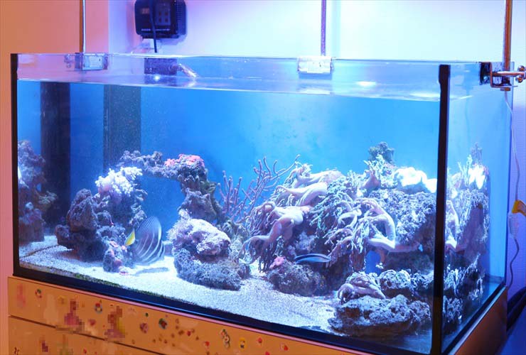 サンゴと海水魚が泳ぐ大型の海水魚水槽のレイアウト