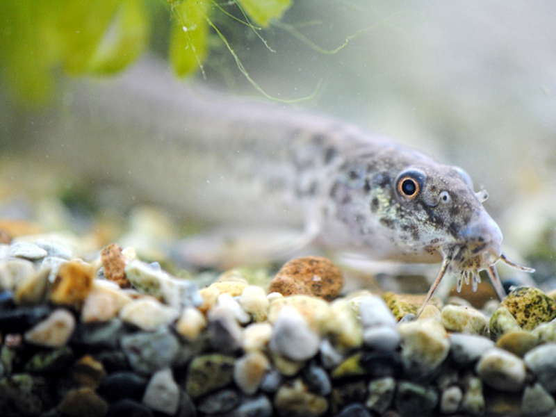 砂利の上にいるドジョウの仲間と水草の葉