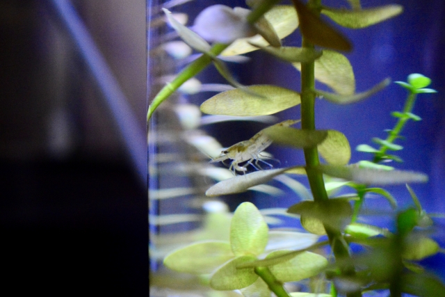 水草の葉に乗る小さなエビと水槽内の緑色の水草