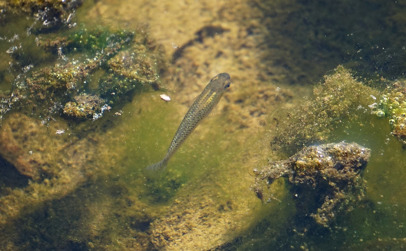 苔の生えた水辺を泳ぐ一匹のメダカと底砂の風景