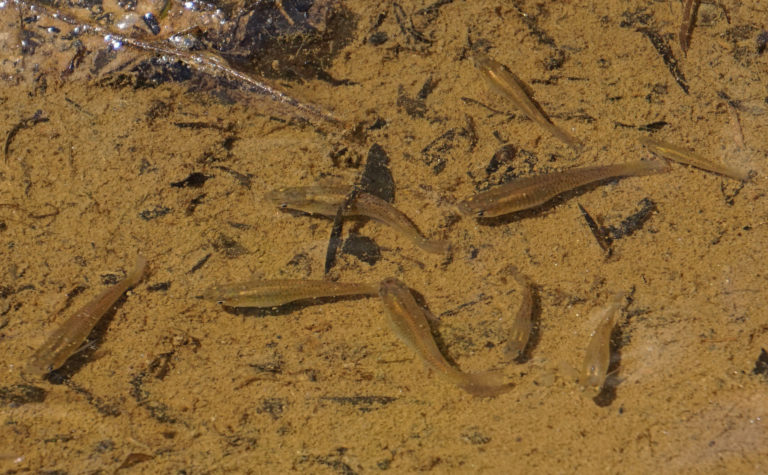 泥底の浅瀬を泳ぐメダカの群れと水底の堆積物
