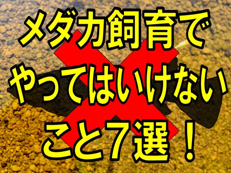 メダカ飼育でやってはいけないこと7選の見出し画像