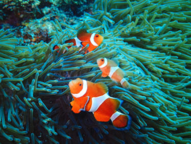 2026年度最新版・海水魚ベスト20！プロ厳選のきれいで飼育が簡単な魚