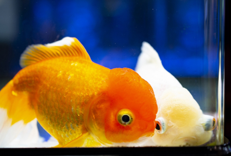 水槽内を泳ぐオレンジ色と白色の金魚二匹
