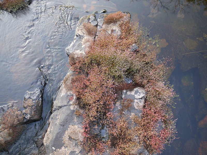 川辺の岩場に自生する赤茶色の水草と流れる水面